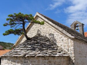 Borovica rastúca na streche kostola svätého Petra v Nerežišćach na Brači